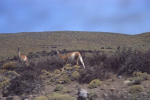 0606b PAINE - lamy.jpg